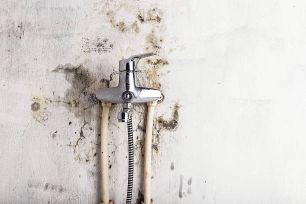 Best Emergency Mold Removal  in Fritz Creek, AK