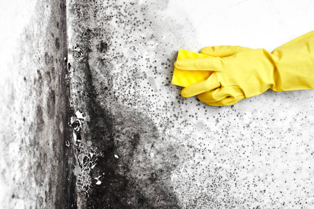 Best Office Mold Removal Services  in Fritz Creek, AK