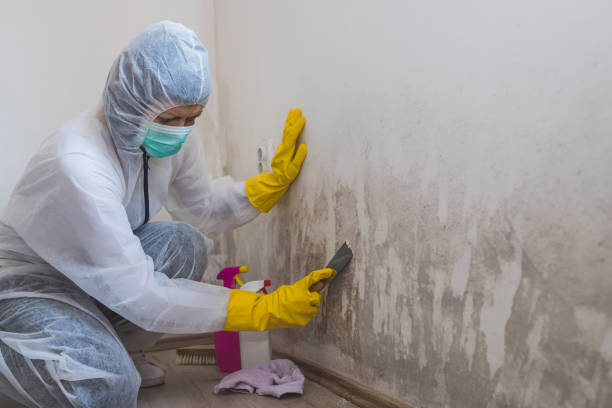 Best Best Mold Removal Companies  in Fritz Creek, AK