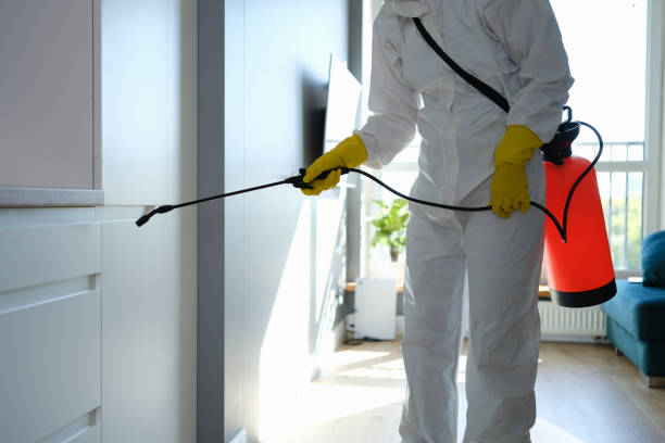Best Mold Damage Repair  in Fritz Creek, AK