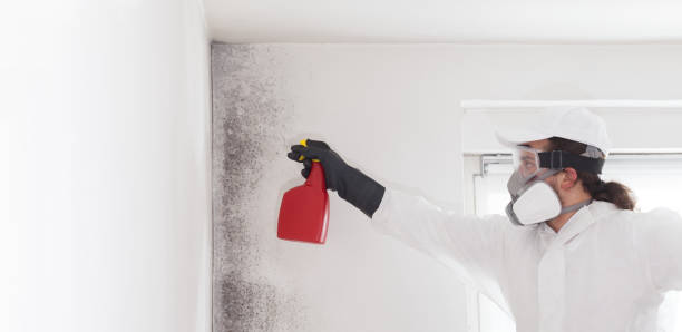 Attic Mold Removal in Fritz Creek, AK