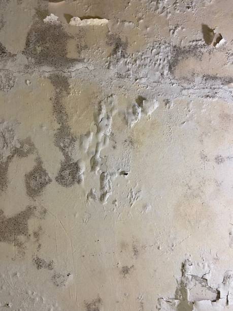 Best Mold Testing and Removal  in Fritz Creek, AK