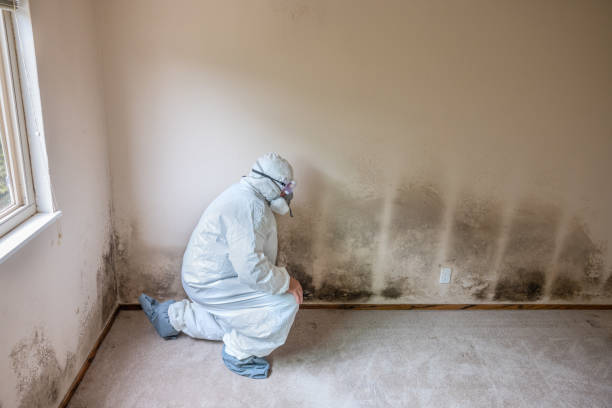 Best Residential Mold Removal  in Fritz Creek, AK