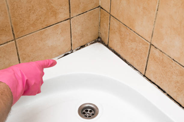 Best Crawl Space Mold Removal  in Fritz Creek, AK